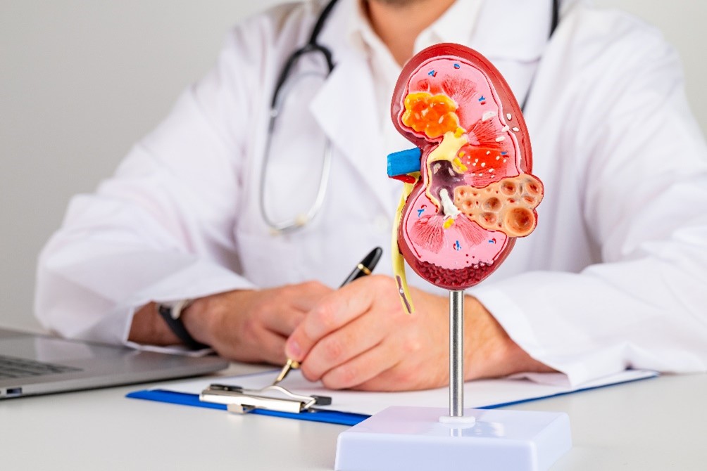 kidney doctor assisting a patient needing a kidney function test